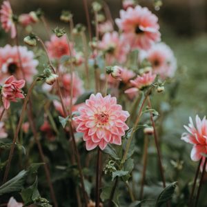 Herbstblüte